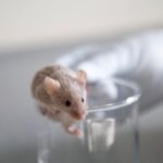 Scientists Grow Mouse Embryos in Space for the First Time