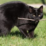 Cats Are Playing a Whole Lot More Fetch Than They Get Credit For