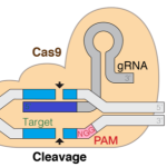 CRISPR-Cas9 guide RNA efficiency prediction with efficiently tuned models in Amazon SageMaker