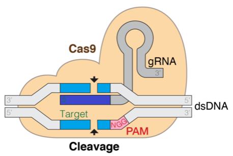 CRISPR-Cas9 guide RNA efficiency prediction with efficiently tuned models in Amazon SageMaker