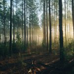 From Single Trees to Forests: Enhancing Real Estate Predictions with Ensembles